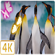 →